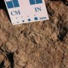  Trilobites from the upper Ordovician (2)